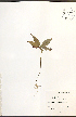  ( - NTW980)  @11 [ ] CreativeCommons - Attribution  Unspecified Centre for Biodiversity Genomics