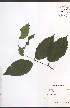  (Betula alleghaniensis - TAH195)  @11 [ ] CreativeCommons - Attribution  Unspecified Centre for Biodiversity Genomics