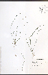  ( - TAH196)  @11 [ ] CreativeCommons - Attribution  Unspecified Centre for Biodiversity Genomics