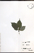  ( - TAH199)  @11 [ ] CreativeCommons - Attribution  Unspecified Centre for Biodiversity Genomics