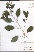  ( - TAH214)  @11 [ ] CreativeCommons - Attribution  Unspecified Centre for Biodiversity Genomics