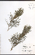  ( - TAH219)  @11 [ ] CreativeCommons - Attribution  Unspecified Centre for Biodiversity Genomics
