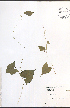  ( - TAH220)  @11 [ ] CreativeCommons - Attribution  Unspecified Centre for Biodiversity Genomics