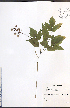  ( - TAH229)  @11 [ ] CreativeCommons - Attribution  Unspecified Centre for Biodiversity Genomics