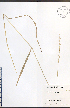  ( - TAH273)  @11 [ ] CreativeCommons - Attribution  Unspecified Centre for Biodiversity Genomics