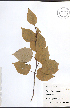  (Betula papyrifera - TAH274)  @11 [ ] CreativeCommons - Attribution  Unspecified Centre for Biodiversity Genomics
