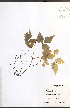  ( - TAH337)  @11 [ ] CreativeCommons - Attribution  Unspecified Centre for Biodiversity Genomics
