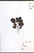  ( - TAH345)  @11 [ ] CreativeCommons - Attribution  Unspecified Centre for Biodiversity Genomics