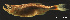  (Oligosarcus hepsetus - LBPV-16058)  @14 [ ] Unspecified (default): All Rights Reserved  Unspecified Unspecified