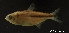  (Astyanax intermedius - LBPV-29069)  @13 [ ] Unspecified (default): All Rights Reserved  Unspecified Unspecified