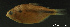  (Astyanax bimaculatus - LBPV-29126)  @14 [ ] Unspecified (default): All Rights Reserved  Unspecified Unspecified