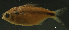  (Astyanax bimaculatus - LBPV-29127)  @14 [ ] Unspecified (default): All Rights Reserved  Unspecified Unspecified