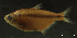 (Psalidodon parahybae - LBPV-29088)  @13 [ ] Unspecified (default): All Rights Reserved  Unspecified Unspecified