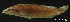  (Crenicichla lacustris - LBPV-29099)  @12 [ ] Unspecified (default): All Rights Reserved  Unspecified Unspecified