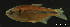  (Astyanax scabripinnis - LBPV-37760)  @13 [ ] Unspecified (default): All Rights Reserved  Unspecified Unspecified