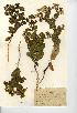  (Bupleurum rotundifolium - NMW7070)  @11 [ ] CreativeCommons - Attribution (2012) National Museum Wales National Museum Wales