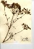  (Peucedanum - NMW7084)  @11 [ ] CreativeCommons - Attribution (2012) National Museum Wales National Museum Wales