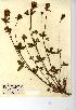  (Trifolium ochroleucon - NMW7590)  @11 [ ] CreativeCommons - Attribution (2012) National Museum Wales National Museum Wales