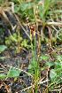  (Potamogeton rutilus - RBGE1)  @11 [ ] CreativeCommons - Attribution (2012) Royal Botanic Garden Edinburgh Royal Botanic Garden Edinburgh