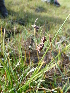  ( - RBGE2)  @11 [ ] CreativeCommons - Attribution (2012) Royal Botanic Garden Edinburgh Royal Botanic Garden Edinburgh