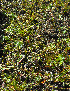  ( - RBGE213)  @11 [ ] CreativeCommons - Attribution (2012) Royal Botanic Garden Edinburgh Royal Botanic Garden Edinburgh