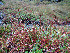  ( - RBGE22)  @11 [ ] CreativeCommons - Attribution (2012) Royal Botanic Garden Edinburgh Royal Botanic Garden Edinburgh