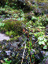  ( - RBGE235)  @11 [ ] CreativeCommons - Attribution (2012) Royal Botanic Garden Edinburgh Royal Botanic Garden Edinburgh