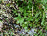  ( - RBGE31)  @11 [ ] CreativeCommons - Attribution (2012) Royal Botanic Garden Edinburgh Royal Botanic Garden Edinburgh