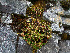  ( - RBGE32)  @11 [ ] CreativeCommons - Attribution (2012) Royal Botanic Garden Edinburgh Royal Botanic Garden Edinburgh