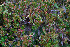  ( - RBGE5)  @11 [ ] CreativeCommons - Attribution (2012) Royal Botanic Garden Edinburgh Royal Botanic Garden Edinburgh