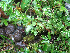  ( - RBGE79)  @11 [ ] CreativeCommons - Attribution (2012) Royal Botanic Garden Edinburgh Royal Botanic Garden Edinburgh