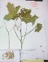  ( - CC3R F)  @11 [ ] No Rights Reserved  CINDY ESTRADA Unspecified