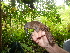  (Cinclocerthia - ANT006-EP)  @11 [ ] Unspecified (default): All Rights Reserved  No Rights Reserved Unspecified