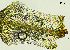  ( - REU029719)  @11 [ ] CC-BY-NC-SA (2024) Unspecified PVBMT Research Unit, University of Reunion, CIRAD