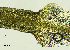 ( - REU029719)  @11 [ ] CC-BY-NC-SA (2024) Unspecified PVBMT Research Unit, University of Reunion, CIRAD