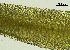  ( - REU029719)  @11 [ ] CC-BY-NC-SA (2024) Unspecified PVBMT Research Unit, University of Reunion, CIRAD