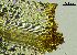  ( - REU029719)  @11 [ ] CC-BY-NC-SA (2024) Unspecified PVBMT Research Unit, University of Reunion, CIRAD