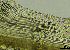  ( - REU029719)  @11 [ ] CC-BY-NC-SA (2024) Unspecified PVBMT Research Unit, University of Reunion, CIRAD