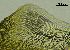  ( - REU029719)  @11 [ ] CC-BY-NC-SA (2024) Unspecified PVBMT Research Unit, University of Reunion, CIRAD