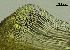 ( - REU029719)  @11 [ ] CC-BY-NC-SA (2024) Unspecified PVBMT Research Unit, University of Reunion, CIRAD