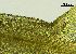  ( - REU029719)  @11 [ ] CC-BY-NC-SA (2024) Unspecified PVBMT Research Unit, University of Reunion, CIRAD