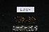  (Campylopus crateris - REU029669)  @11 [ ] CC-BY-NC-SA (2024) Unspecified PVBMT Research Unit, University of Reunion, CIRAD