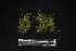 (Ectropothecium chenagonii - REU029720)  @11 [ ] CC-BY-NC-SA (2024) Unspecified PVBMT Research Unit, University of Reunion, CIRAD