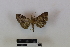  (Hypena frappieralis - RKIT00028_0101)  @11 [ ] cc-by-nc-sa (2024) Gauche Mirana PVBMT Research Unit, University of Reunion, CIRAD