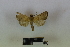  (Simplicia pannalis - RKIT00034_0102)  @11 [ ] cc-by-nc-sa (2024) Gauche Mirana PVBMT Research Unit, University of Reunion, CIRAD