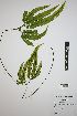  (Adiantum hispidulum - REU031658)  @11 [ ] cc-by-nc-sa (2024) Gauche Mirana PVBMT Research Unit, University of Reunion, CIRAD
