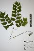  (Adiantum trapeziforme - REU031692)  @11 [ ] cc-by-nc-sa (2024) Gauche Mirana PVBMT Research Unit, University of Reunion, CIRAD