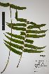  ( - REU031697)  @11 [ ] cc-by-nc-sa (2024) Gauche Mirana PVBMT Research Unit, University of Reunion, CIRAD