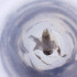  ( - MOZZ00000909A_G10)  @11 [ ] by  Genome Research Ltd as Wellcome Sanger Institute Genome Research Limited operating as Wellcome Sanger Institute