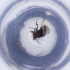  (Megaselia cinerea - MOZZ00000911A_F3)  @11 [ ] by  Genome Research Ltd as Wellcome Sanger Institute Genome Research Limited operating as Wellcome Sanger Institute